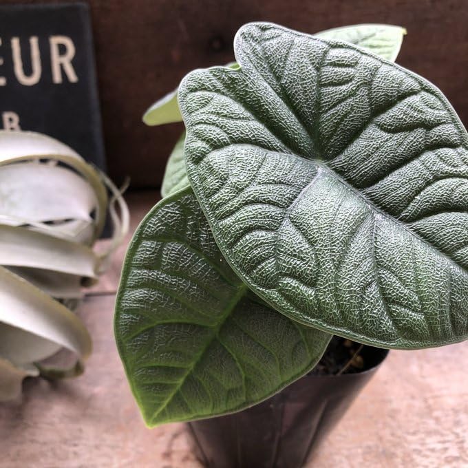 アロカシア メロ オーレア Amazon｜メロ アロカシア 希少 観葉植物｜観葉植物 オンライン通販